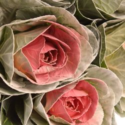 Zierkohl weiss/rosa gefäbrt 60cm