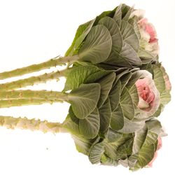 Zierkohl weiss/rosa gefäbrt 60cm