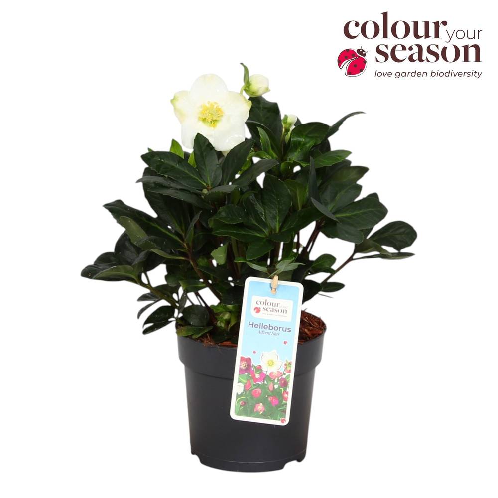 Helleborus Niger weiss T13 H030