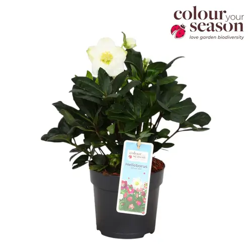 Helleborus Niger weiss T13 H030