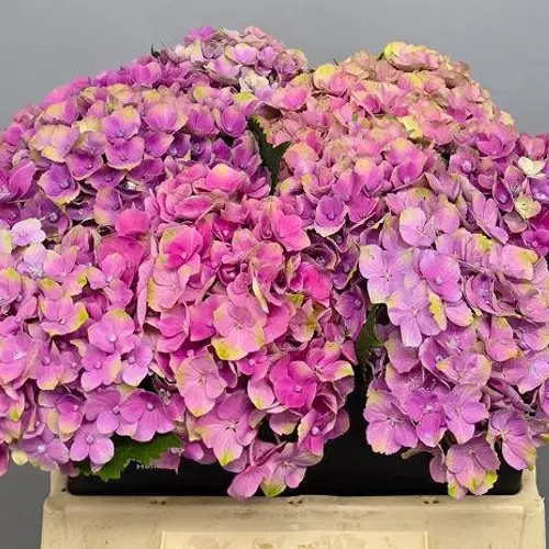 Hortensie rosa-hell grün Amethyst Bol 12cm 40cm