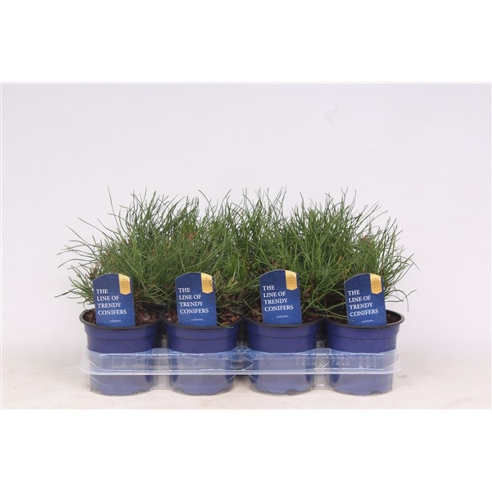 Pinus Pumilio T11 H15