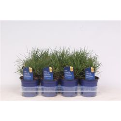 Pinus Pumilio T11 H15