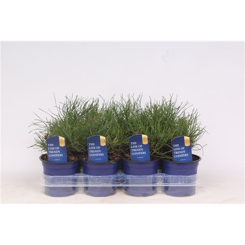 Pinus Pumilio T11 H15