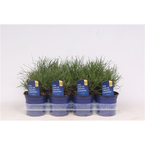Pinus Pumilio T11 H15