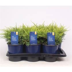 Juniperus Pfitzeriana Gold Coast T17 H035