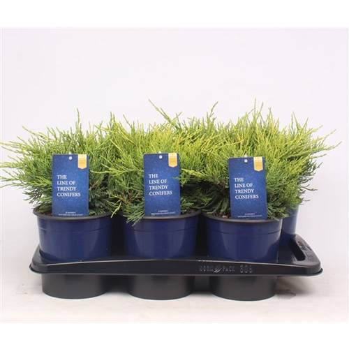 Juniperus Pfitzeriana Gold Coast T17 H035