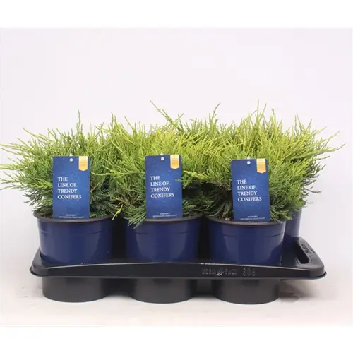 Juniperus Pfitzeriana Gold Coast T17 H035