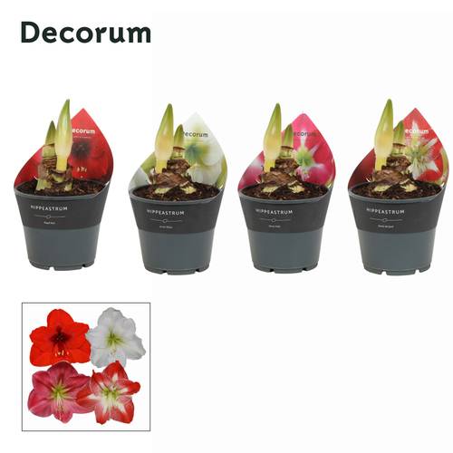 Amaryllis 2er mix D114408 T14 H025