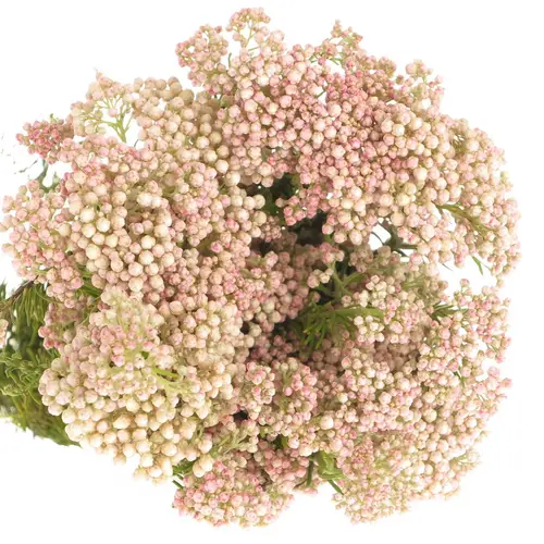 Cooks rosa 50cm