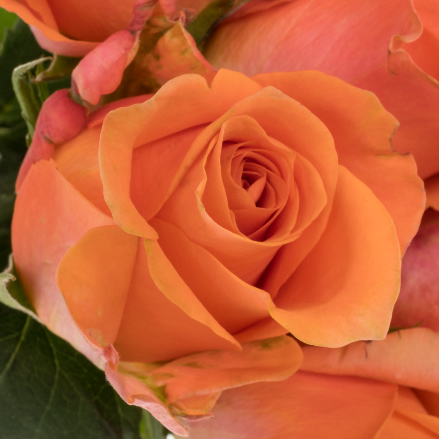 Rose orange Oriana 50cm