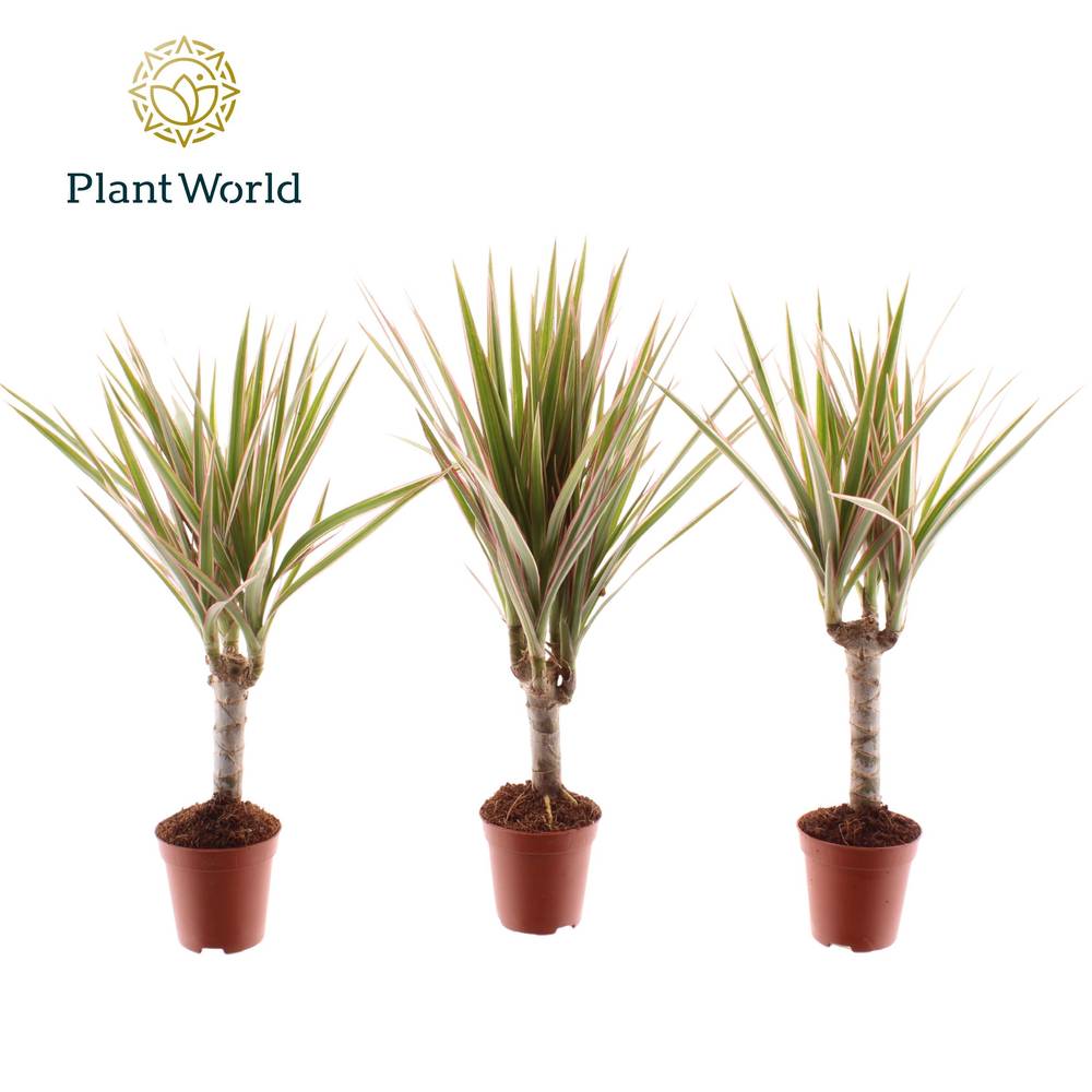 Dracaena 1er Tiny Tummy T05,5 H030