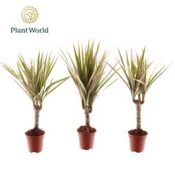 Dracaena 1er Tiny Tummy T05,5 H030