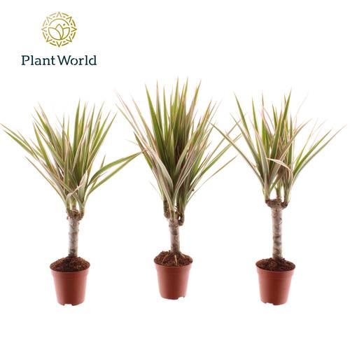 Dracaena 1er Tiny Tummy T05,5 H030