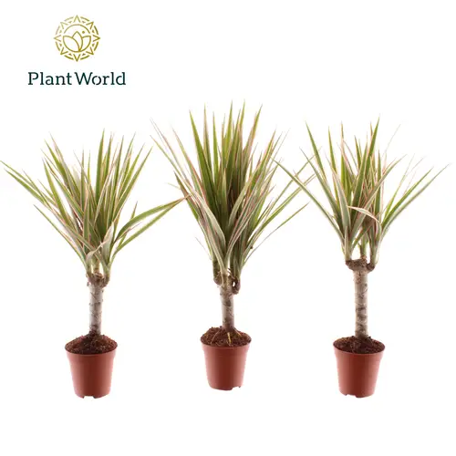 Dracaena 1er Tiny Tummy T05,5 H030