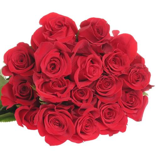 Rose rot Freedom (Ec) 50cm