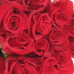 Rose rot Freedom (Ec) 50cm