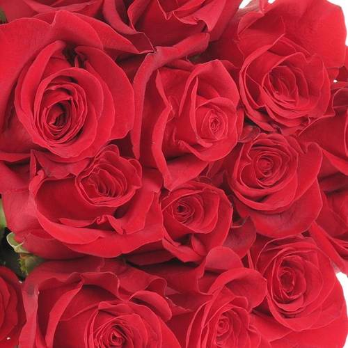 Rose rot Freedom (Ec) 50cm