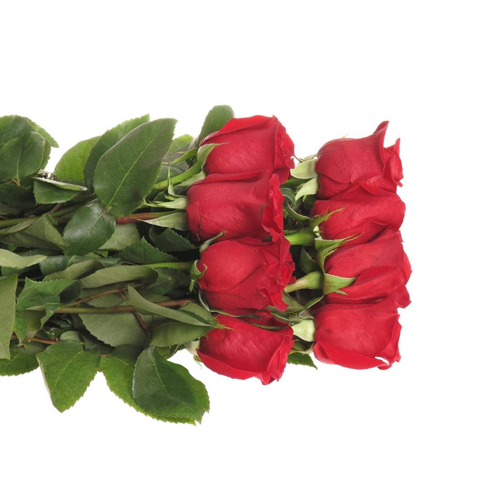 Rose rot Freedom (Ec) 50cm