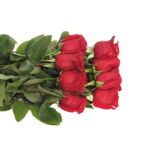 Rose rot Freedom (Ec) 50cm