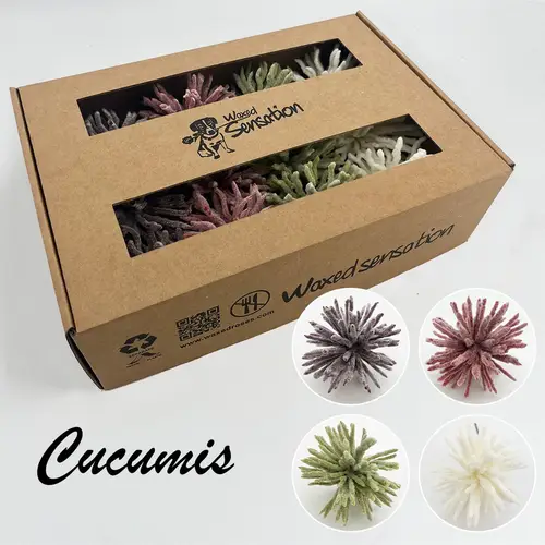 Seiden Wachs Cucumis mix