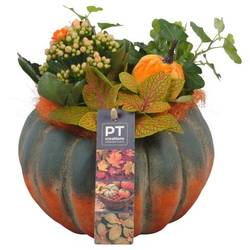 Kal.Arr PTHI5488 Herbst T17 H020