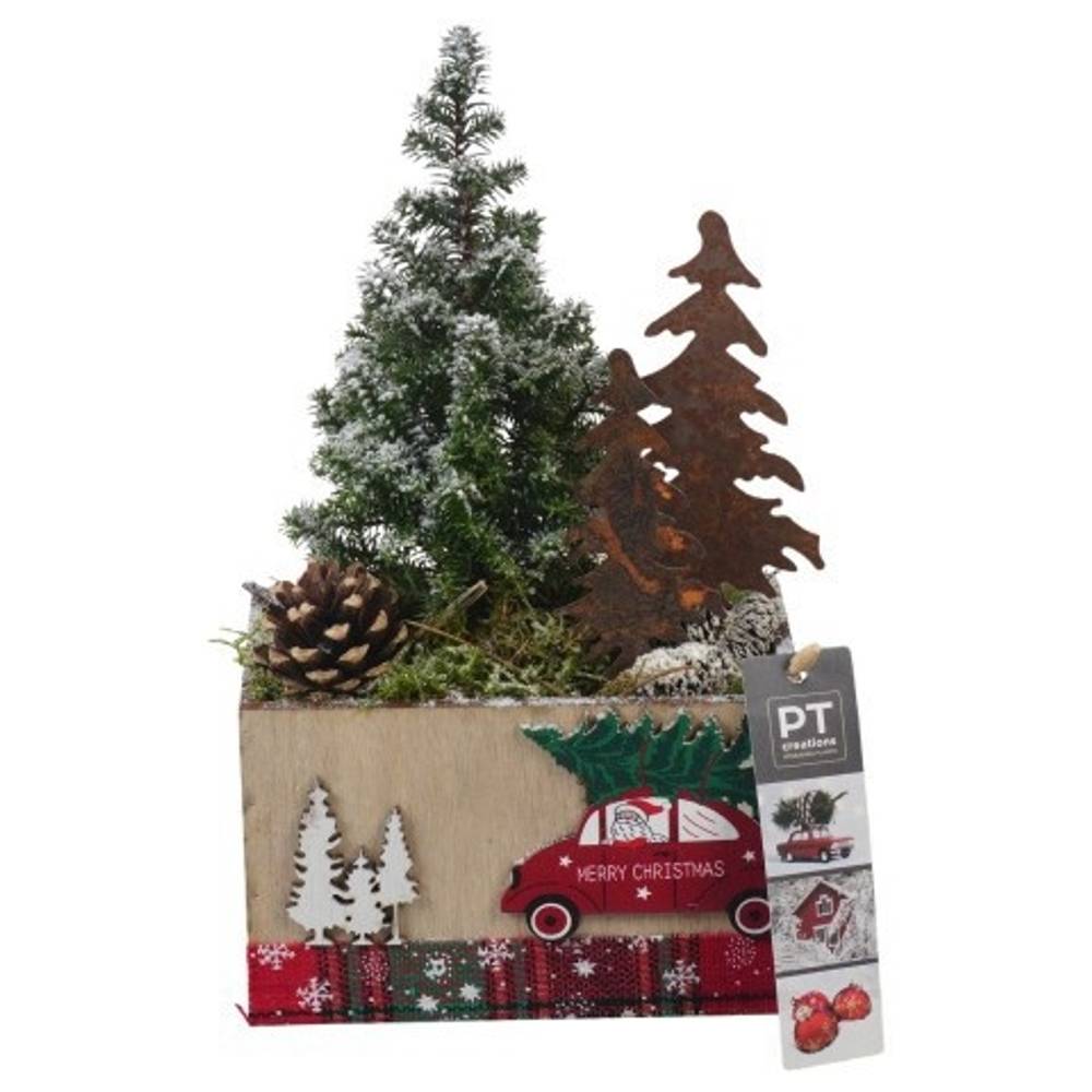 Chamaecyp.Arr PTCWW6874 Weihnachten T15 H030