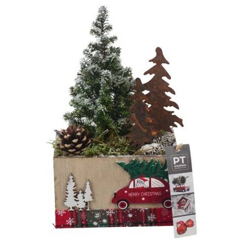 Chamaecyp.Arr PTCWW6874 Weihnachten T15 H030