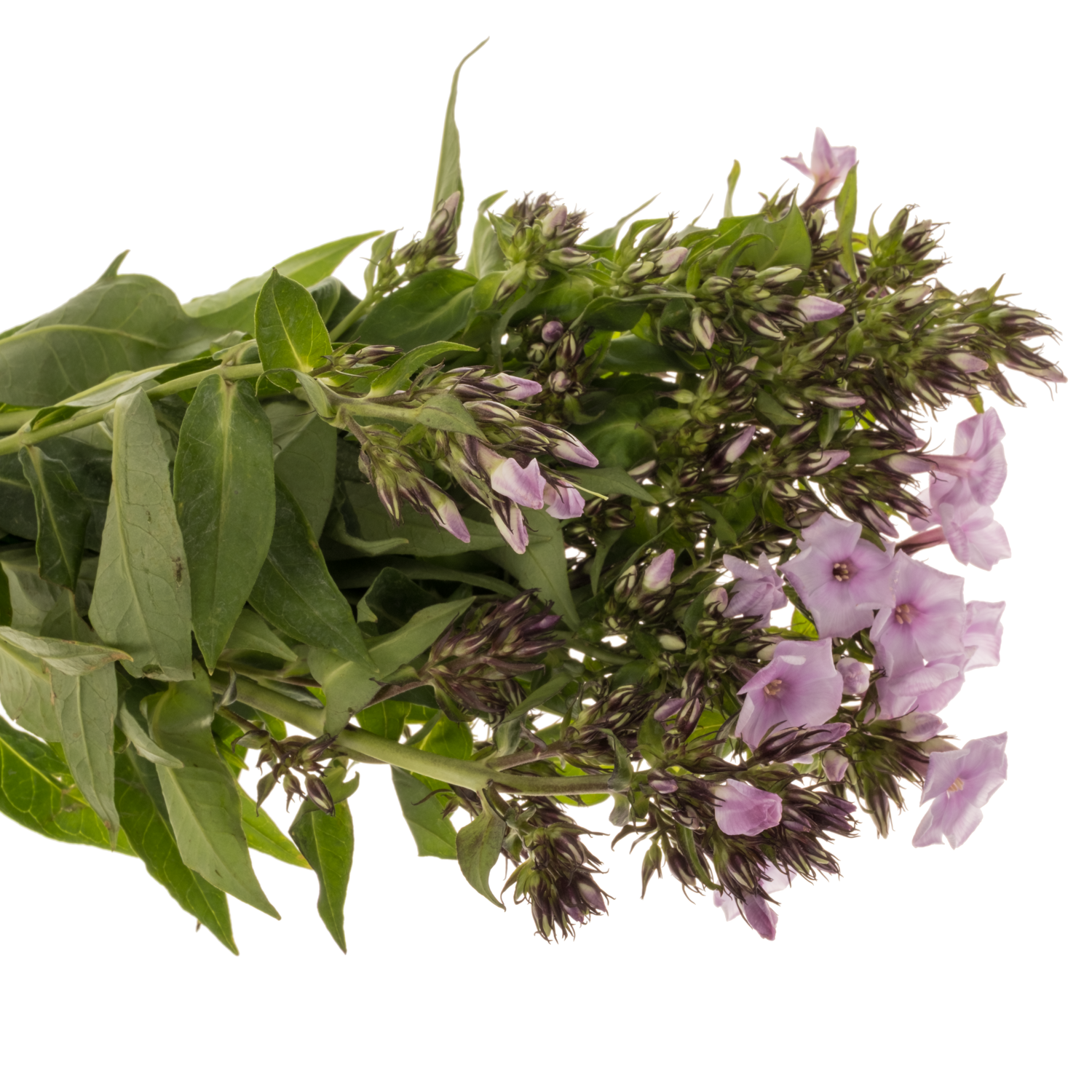 Phlox hell rosa Sweet Lexy 40cm
