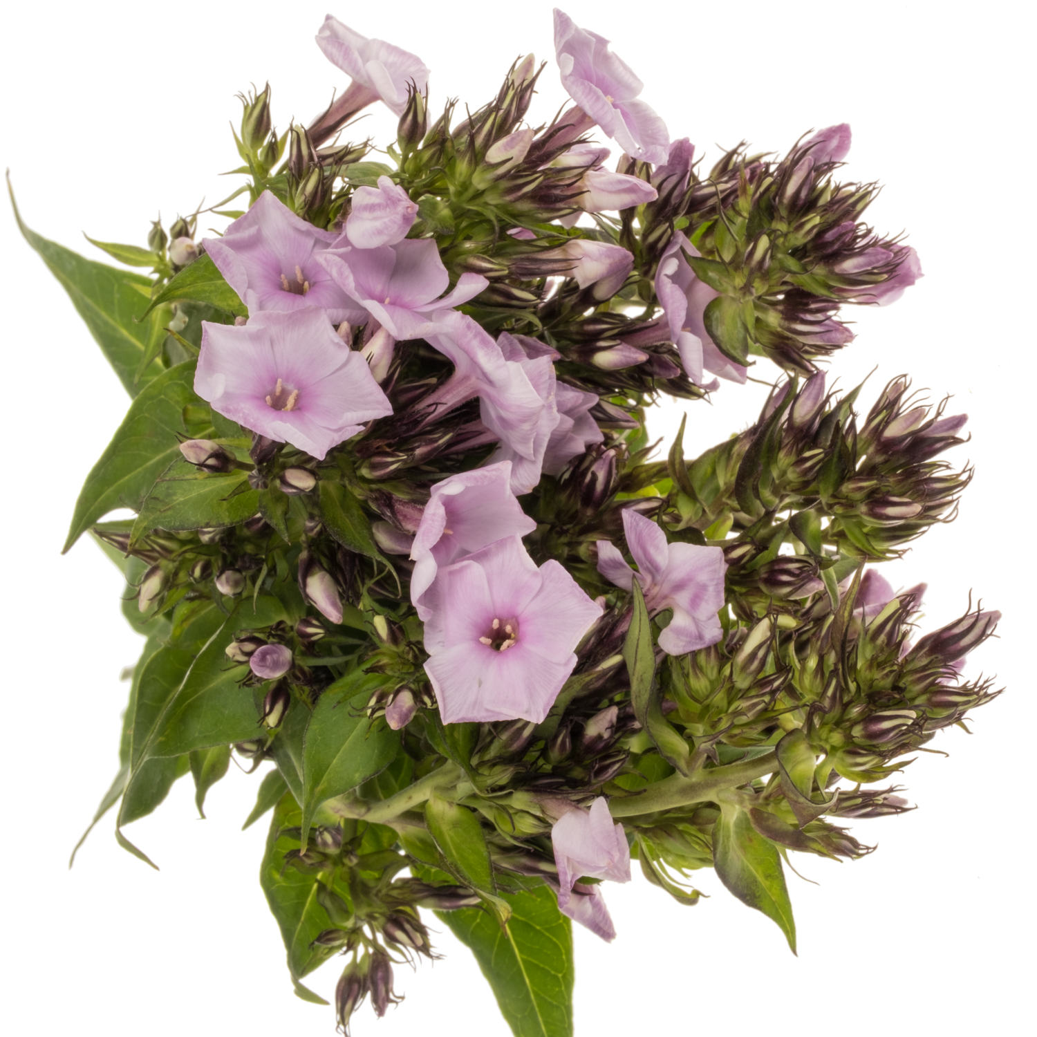 Phlox hell rosa Sweet Lexy 40cm