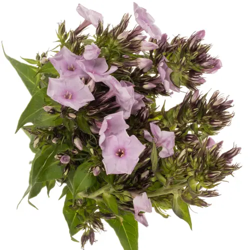 Phlox hell rosa Sweet Lexy 40cm
