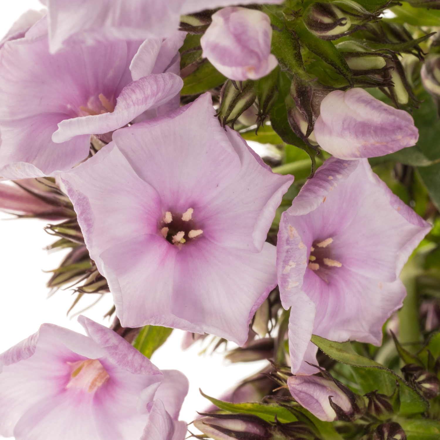 Phlox hell rosa Sweet Lexy 40cm