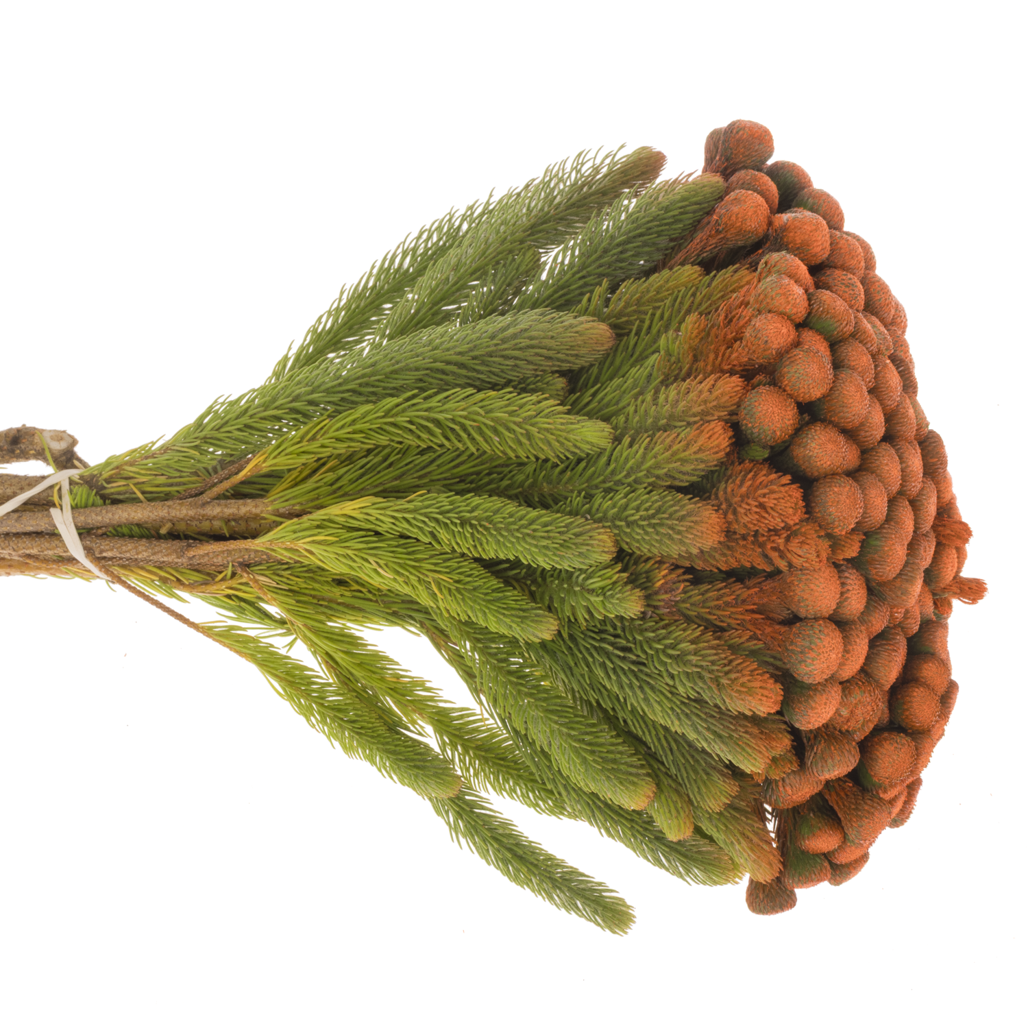 Brunia Albiflora orange gefärbt 40cm