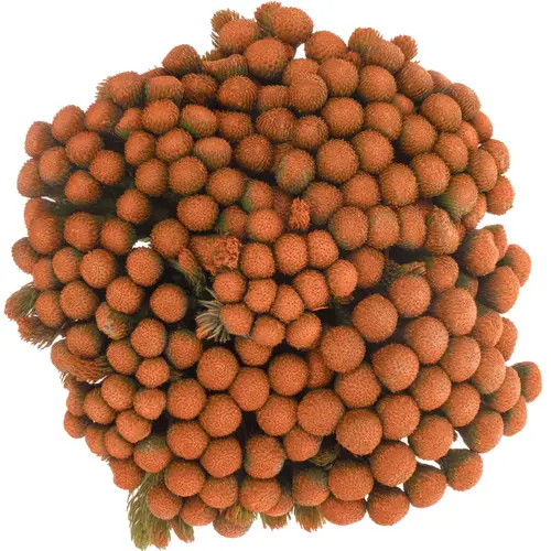 Brunia Albiflora orange gefärbt 40cm