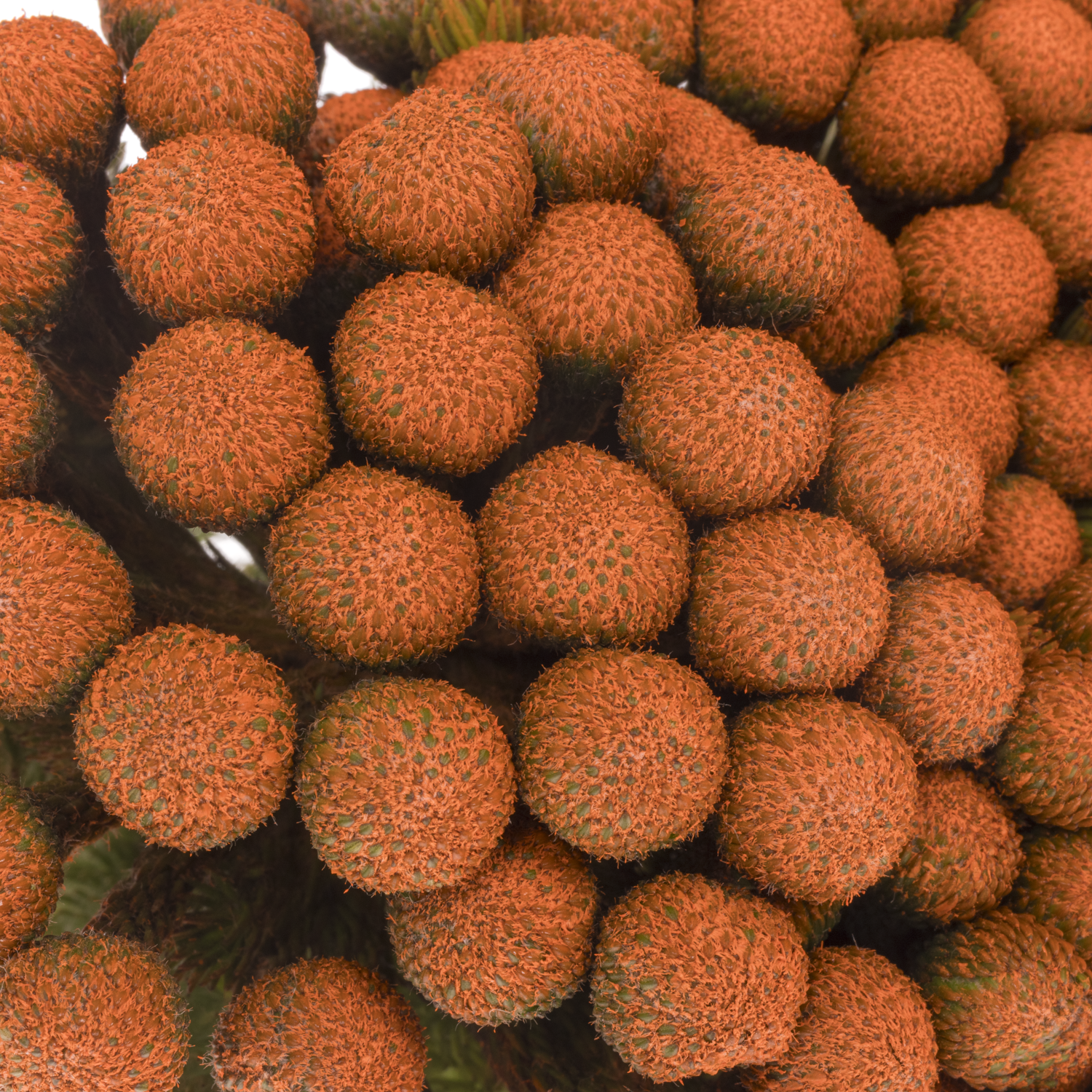 Brunia Albiflora orange gefärbt 40cm