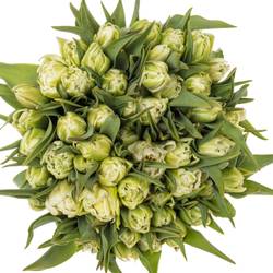 Tulpe creme/weiss doppel Northcap m 50 Gramm 50cm