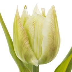 Tulpe creme/weiss doppel Northcap m 50 Gramm 50cm
