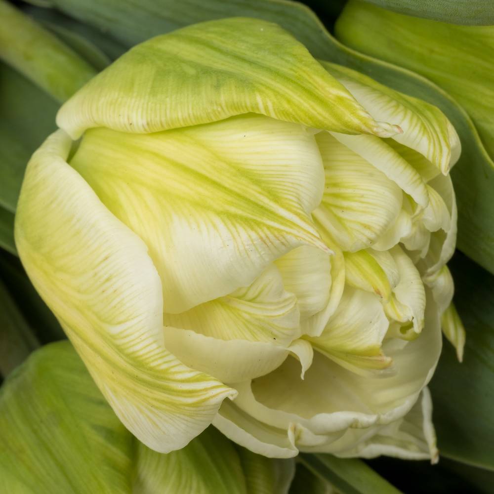 Tulpe creme/weiss doppel Northcap m 50 Gramm 50cm