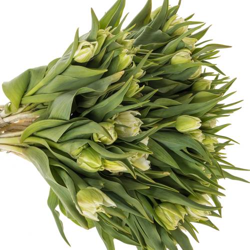 Tulpe creme/weiss doppel Northcap m 50 Gramm 50cm