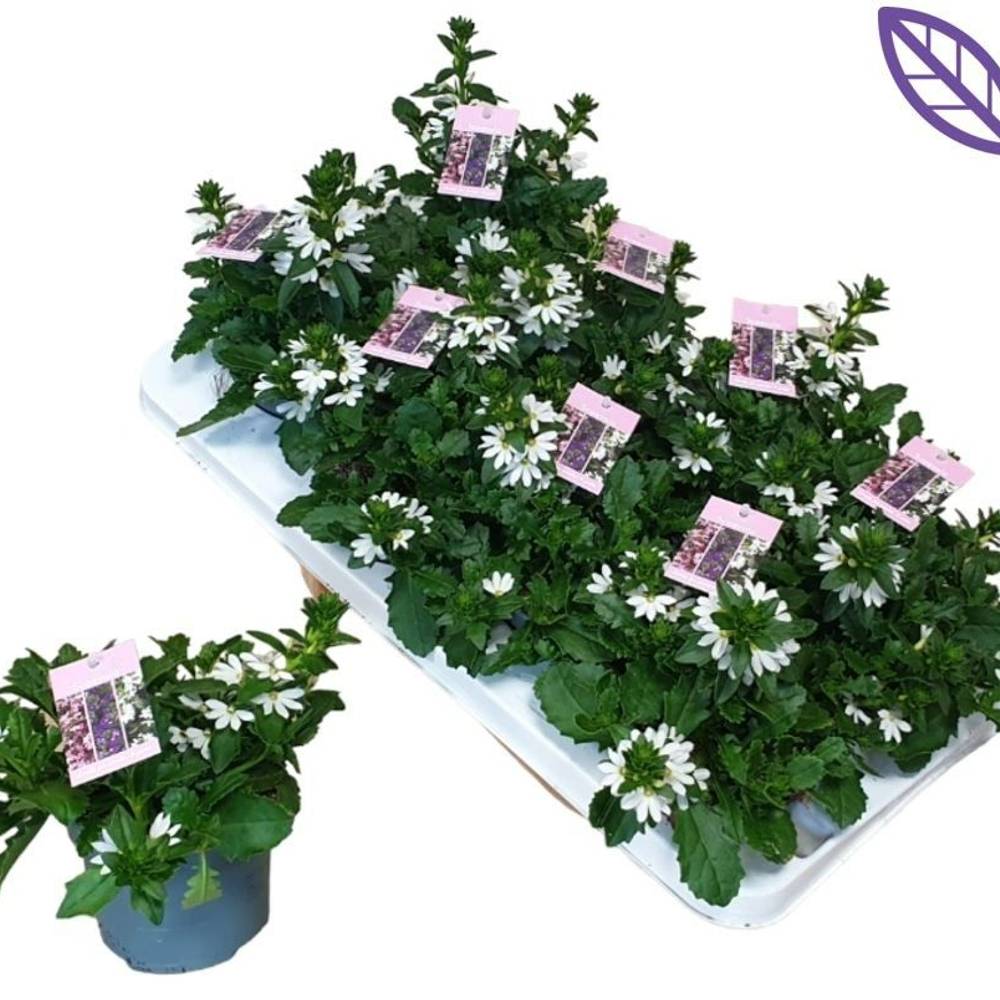 Scaevola weiss T12 H020