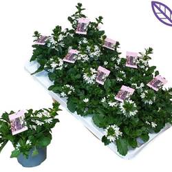Scaevola weiss T12 H020