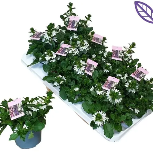 Scaevola weiss T12 H020