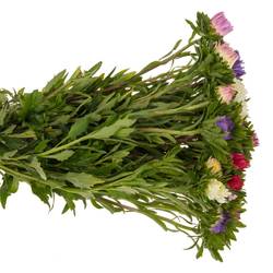 Aster mix Matador 50cm