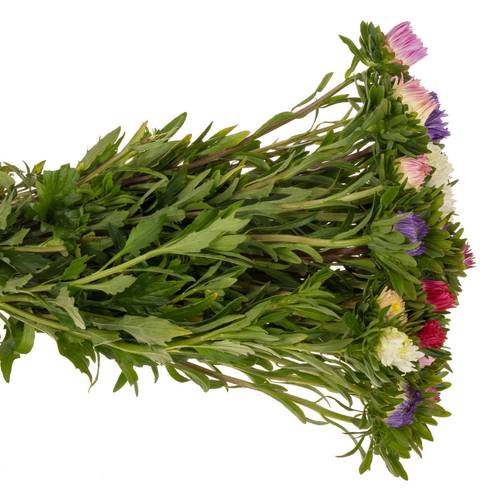 Aster mix Matador 50cm