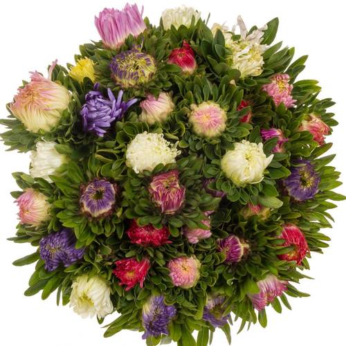 Aster mix Matador 50cm