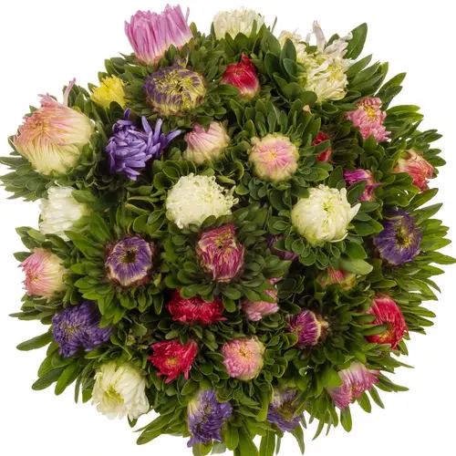 Aster mix Matador 50cm
