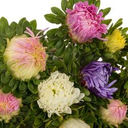 Aster mix Matador 50cm