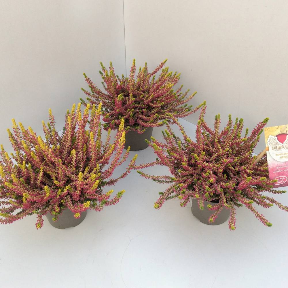 Calluna GG Golden Angie T11 H025