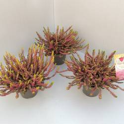Calluna GG Golden Angie T11 H025