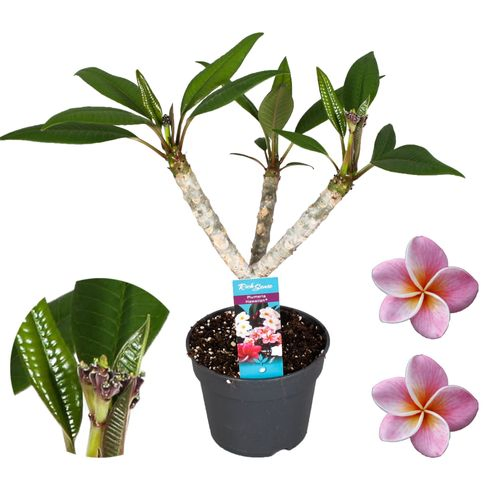 Plumeria Hawaiian rosa 2-3 T17 H65
